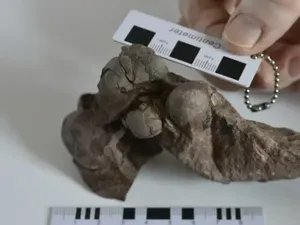 Telur Dinosaurus Terkecil Ditemukan, Umurnya 80 Juta Tahun