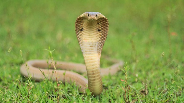 Ular king cobra di atas rumput