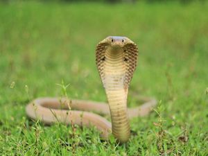 Kisah Bayi Berusia 1 Tahun Gigit Ular King Cobra Sampai Mati
