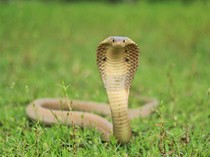 Kisah Bayi Berusia 1 Tahun Gigit Ular King Cobra Sampai Mati