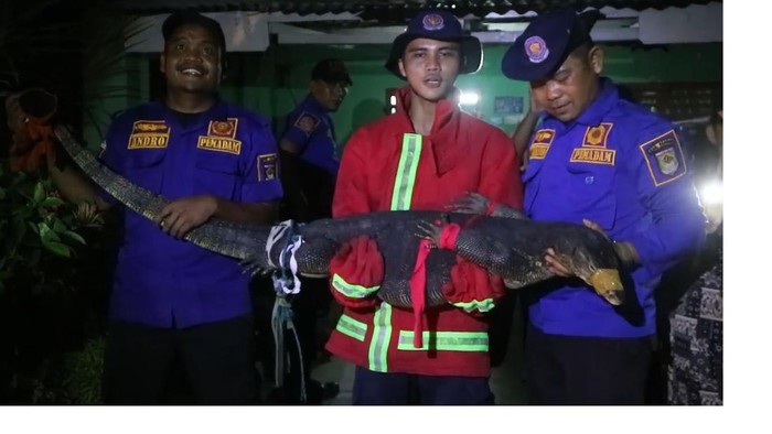 Biawak berukuran besar berhasil dievakuasi tim Damkar Asahan. (Foto: Istimewa)
