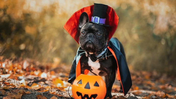 Ilustrasi anjing Hallowen