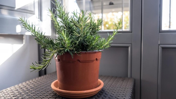 Ilustrasi tanaman herbal Rosemary