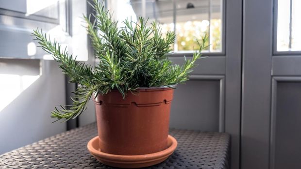 Ilustrasi tanaman herbal Rosemary