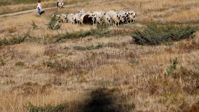 Enida and Reihan Jasavic, young shepherds, tend their sheep herd on Treskavac mountain near Plav, Montenegro, October 23, 2024. REUTERS/Stevo Vasiljevic