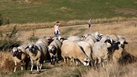 Enida dan Reihan Jasavic, penggembala cilik, sedang menggembalakan domba mereka di gunung Treskavac dekat Plav, Montenegro, Rabu (23/10).