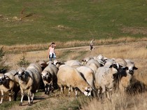 Melihat Suasana Peternakan Domba di Pegunungan Montenegro
