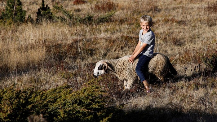 Enida and Reihan Jasavic, young shepherds, tend their sheep herd on Treskavac mountain near Plav, Montenegro, October 23, 2024. REUTERS/Stevo Vasiljevic