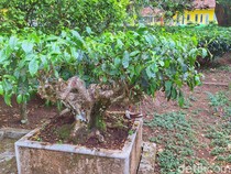Penampakan Pohon Teh Berusia Seabad Hasil Tanam RE Kerkhoven