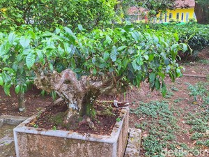 Penampakan Pohon Teh Berusia Seabad Hasil Tanam RE Kerkhoven