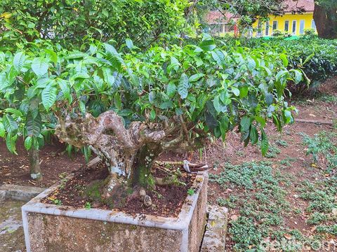 Penampakan pohon teh hasil tanam RE Kerkhoven.
