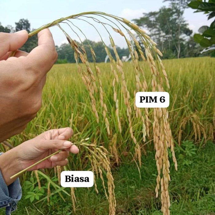 Perbedaan padi raksasa PIM 6 (atas) dan padi biasa (bawah)