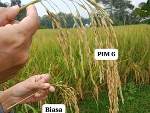 Inovasi Warga Kota Blitar Ciptakan Padi Raksasa demi Kedaulatan Pangan