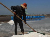 Produksi Garam Kota Pasuruan Anjlok, Ini Sebabnya