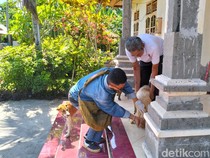 Penyebaran Rabies di Jembrana Meluas, Total 41 Kasus