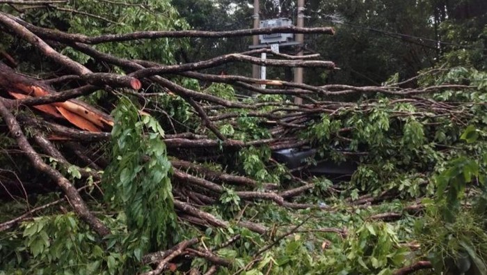 Pohon tumbang terjadi di wilayah Kecamatan Muara Enim usai diterjang puting beliung.