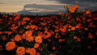 Bunga Cempasuchil (Marigold) terlihat sementara gunung berapi Popocatepetl memuntahkan abu vulkanik terlihat dari San Pedro Cholula, negara bagian Puebla, Meksiko, Rabu (23/10).