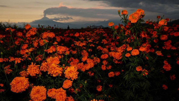 Potret Gunung Popocatepetl di Meksiko Muntahkan Abu Vulkanik Cempasuchil (Marigold) flowers are pictured while the Popocatepetl volcano spews a column of ash and smoke in the background as seen from San Pedro Cholula, Puebla state, Mexico, October 23, 2024. REUTERS/Imelda Medina TPX IMAGES OF THE DAY