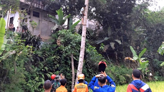Pria Bertengger di Pohon Kelapa Gegerkan Warga Cidahu Sukabumi