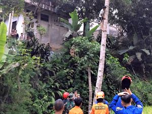 Gelagat Aneh Agung Bertengger di Pohon Kelapa Bikin Warga Heran