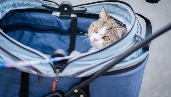 Kepincut Stroller Kucing ala Bobby Kertanegara? Hati-hati, Ini Pesan Dokter Hewan