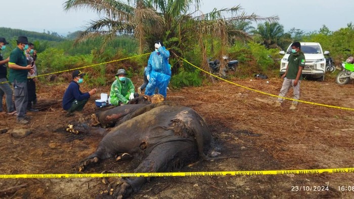 Tim BKSDA Jambi saat berada dilokasi bangkai gajah sumatera yang mati membusuk