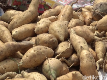 Manis Madu Ubi Semeru Panen Cuan hingga Diminati Pasar Mancanegara