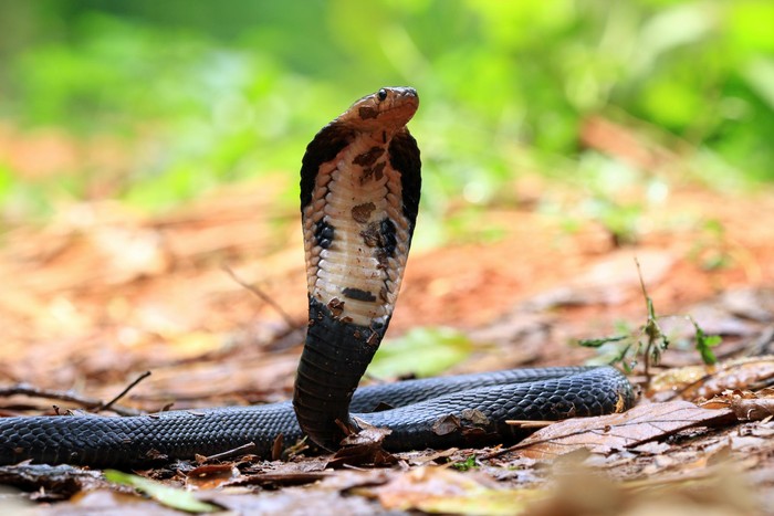 Ular king cobra dalam posisi siaga