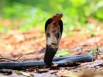 Berapa Menit Gigitan King Cobra Bisa Membunuh Manusia?