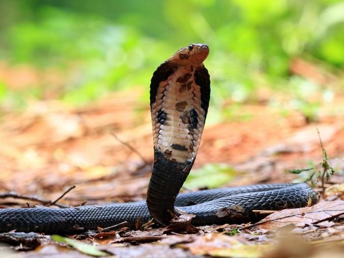 Ular king cobra dalam posisi siaga