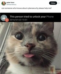 Ah, kocheng. Tingkah laku kucing kadang suka absurd banget. Tapi nggak dimungkiri kucing memang lucu, gimana dong?