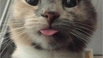 Eits, mau coba buka HP saya, ya? Foto: Cats are A*sholes via Bored Panda