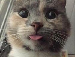 Potret 10 Kelakuan Kucing yang Gemas, Ngeselin Tapi Lucu