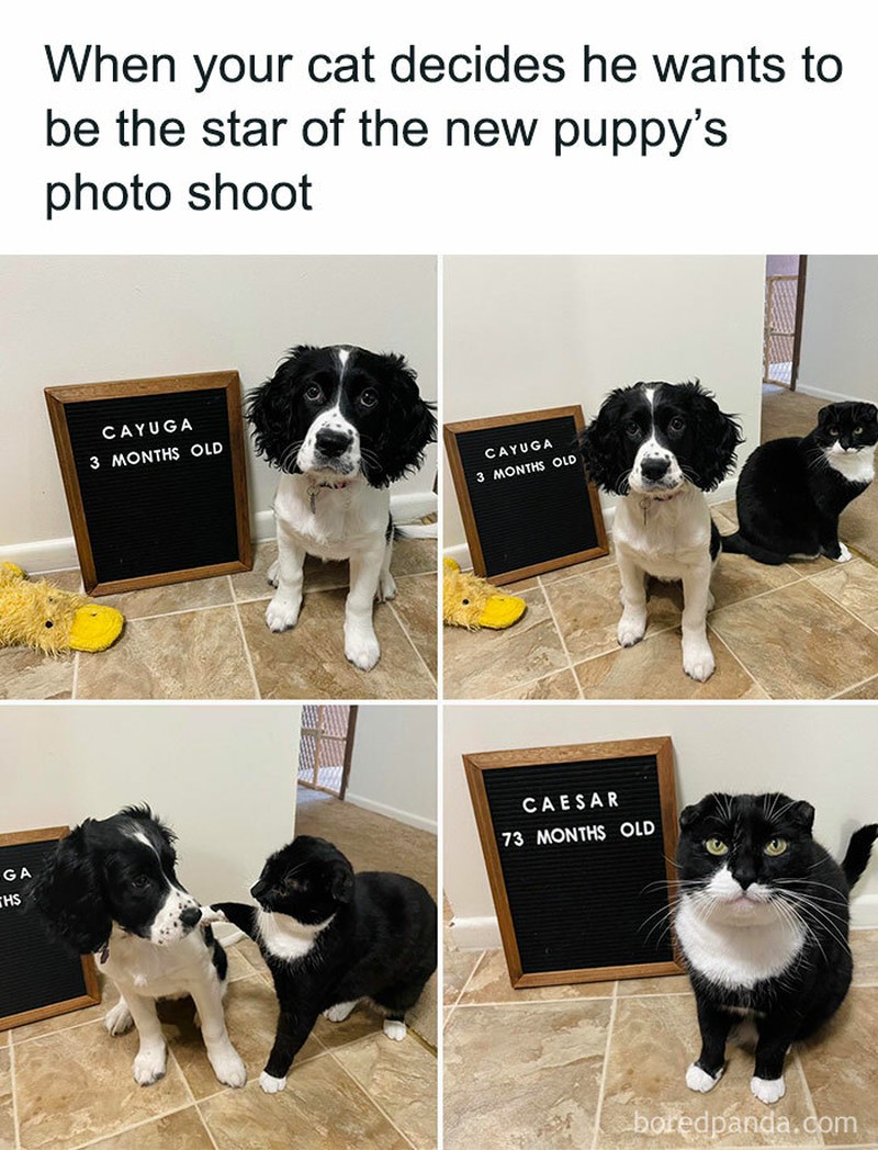 Ah, kocheng. Tingkah laku kucing kadang suka absurd banget. Tapi nggak dimungkiri kucing memang lucu, gimana dong?