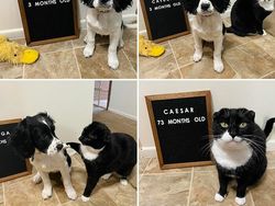 Potret 10 Kelakuan Kucing yang Gemas, Ngeselin Tapi Lucu