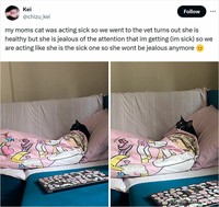 Ah, kocheng. Tingkah laku kucing kadang suka absurd banget. Tapi nggak dimungkiri kucing memang lucu, gimana dong?