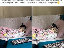 Potret 10 Kelakuan Kucing yang Gemas, Ngeselin Tapi Lucu