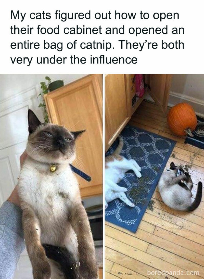 Ah, kocheng. Tingkah laku kucing kadang suka absurd banget. Tapi nggak dimungkiri kucing memang lucu, gimana dong?