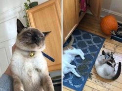 Potret 10 Kelakuan Kucing yang Gemas, Ngeselin Tapi Lucu