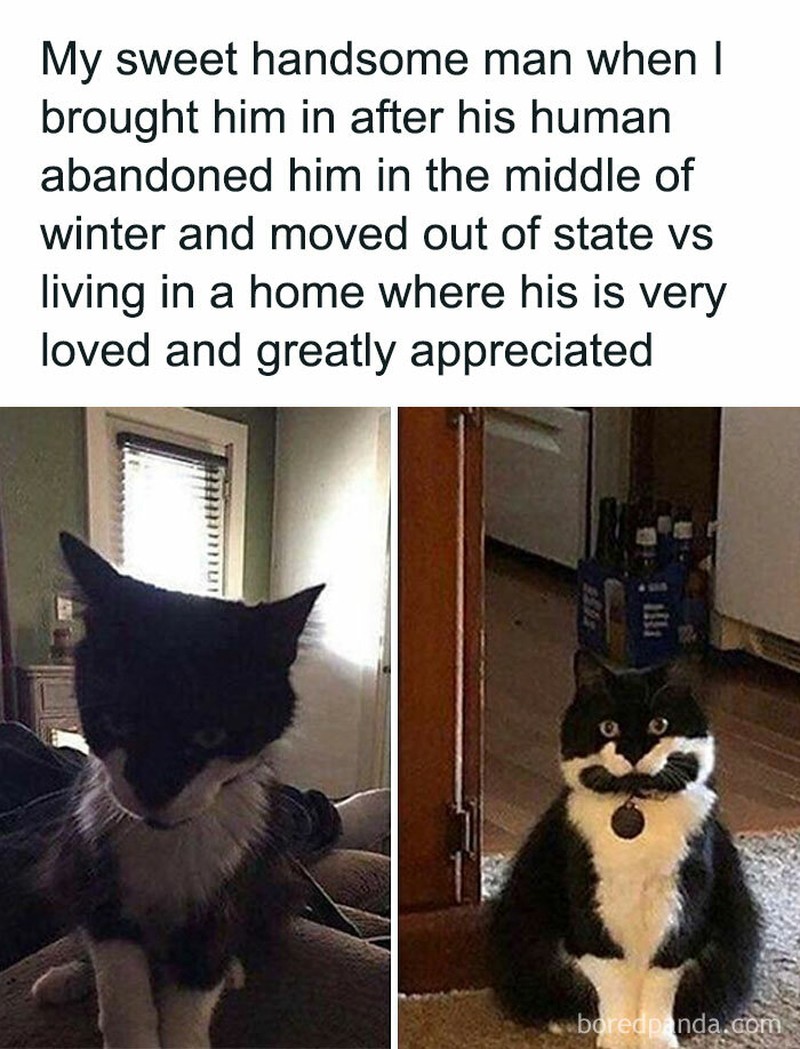 Ah, kocheng. Tingkah laku kucing kadang suka absurd banget. Tapi nggak dimungkiri kucing memang lucu, gimana dong?