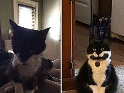 Potret 10 Kelakuan Kucing yang Gemas, Ngeselin Tapi Lucu