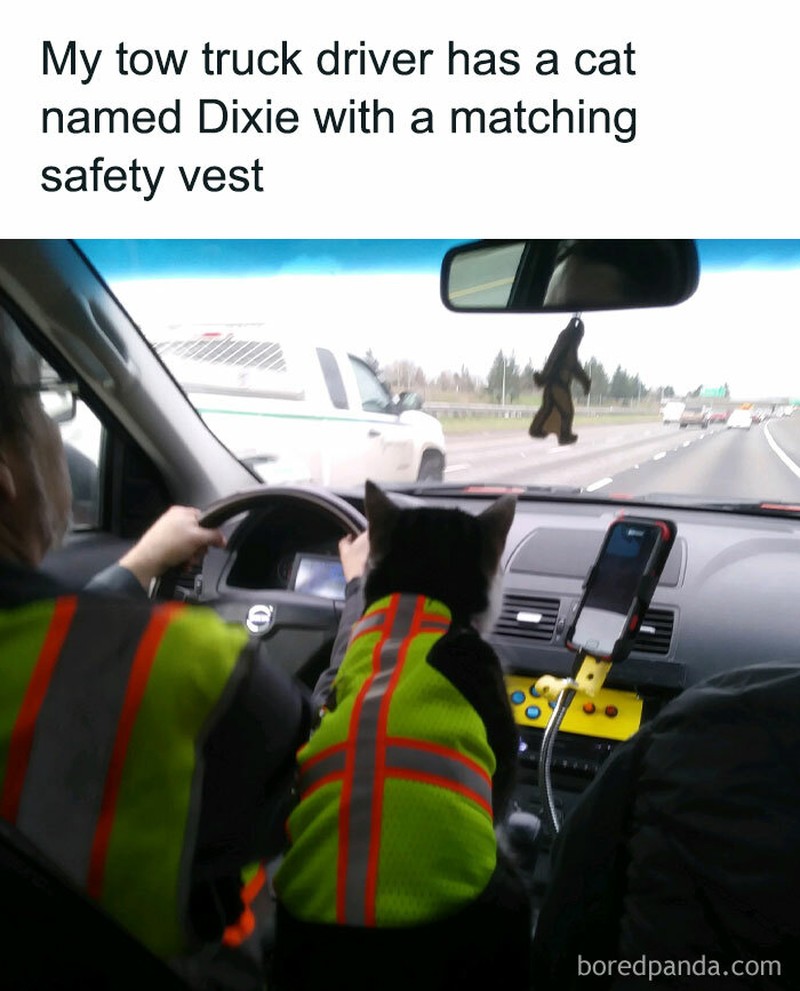 Ah, kocheng. Tingkah laku kucing kadang suka absurd banget. Tapi nggak dimungkiri kucing memang lucu, gimana dong?