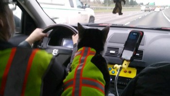 Dixie juga harus pakai pengaman. Foto: Cats are A*sholes via Bored Panda