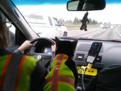 Potret 10 Kelakuan Kucing yang Gemas, Ngeselin Tapi Lucu