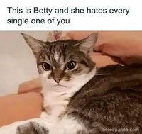 Ah, kocheng. Tingkah laku kucing kadang suka absurd banget. Tapi nggak dimungkiri kucing memang lucu, gimana dong?