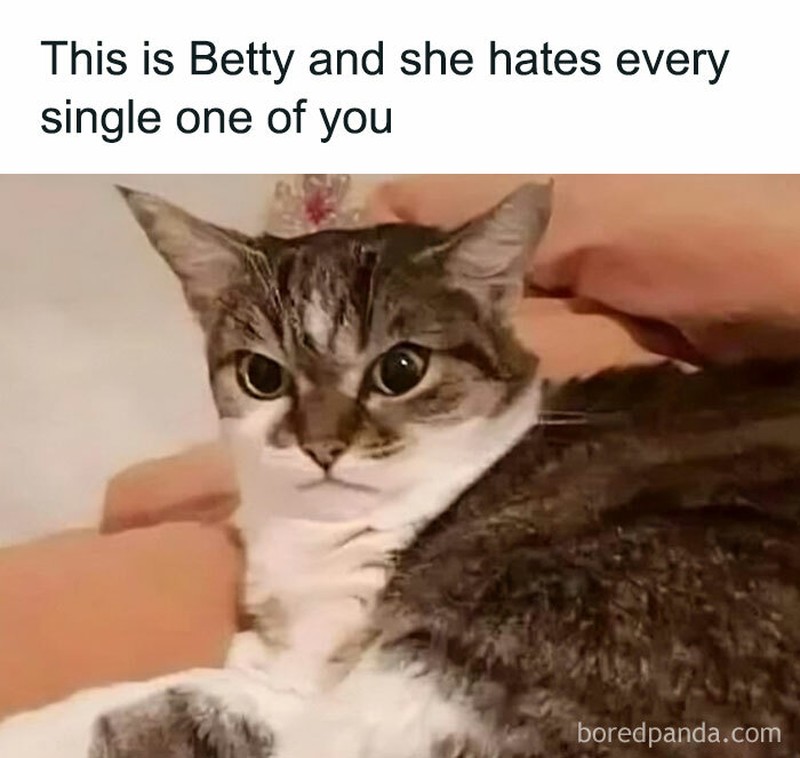 Ah, kocheng. Tingkah laku kucing kadang suka absurd banget. Tapi nggak dimungkiri kucing memang lucu, gimana dong?