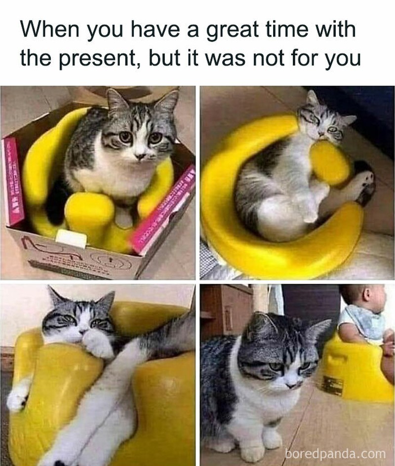 Ah, kocheng. Tingkah laku kucing kadang suka absurd banget. Tapi nggak dimungkiri kucing memang lucu, gimana dong?