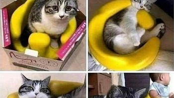 Yah, kirain buat aku. Foto: Cats are A*sholes via Bored Panda