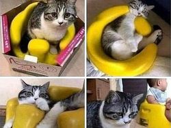 Potret 10 Kelakuan Kucing yang Gemas, Ngeselin Tapi Lucu