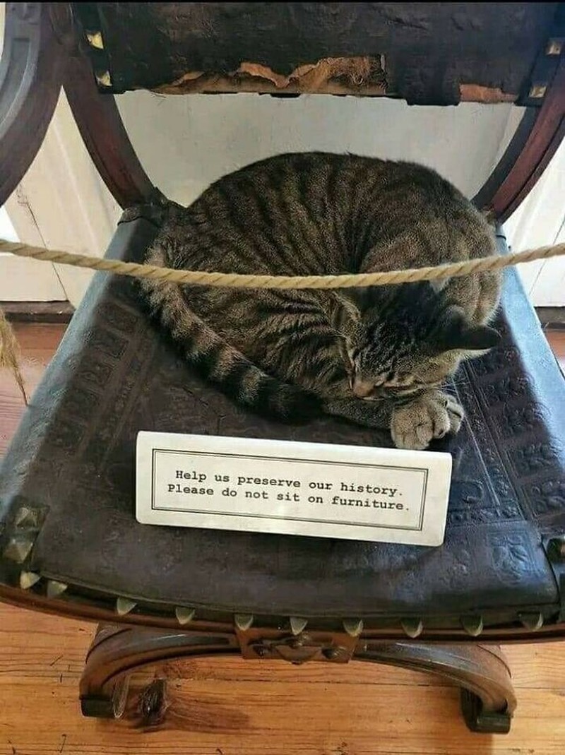 Ah, kocheng. Tingkah laku kucing kadang suka absurd banget. Tapi nggak dimungkiri kucing memang lucu, gimana dong?